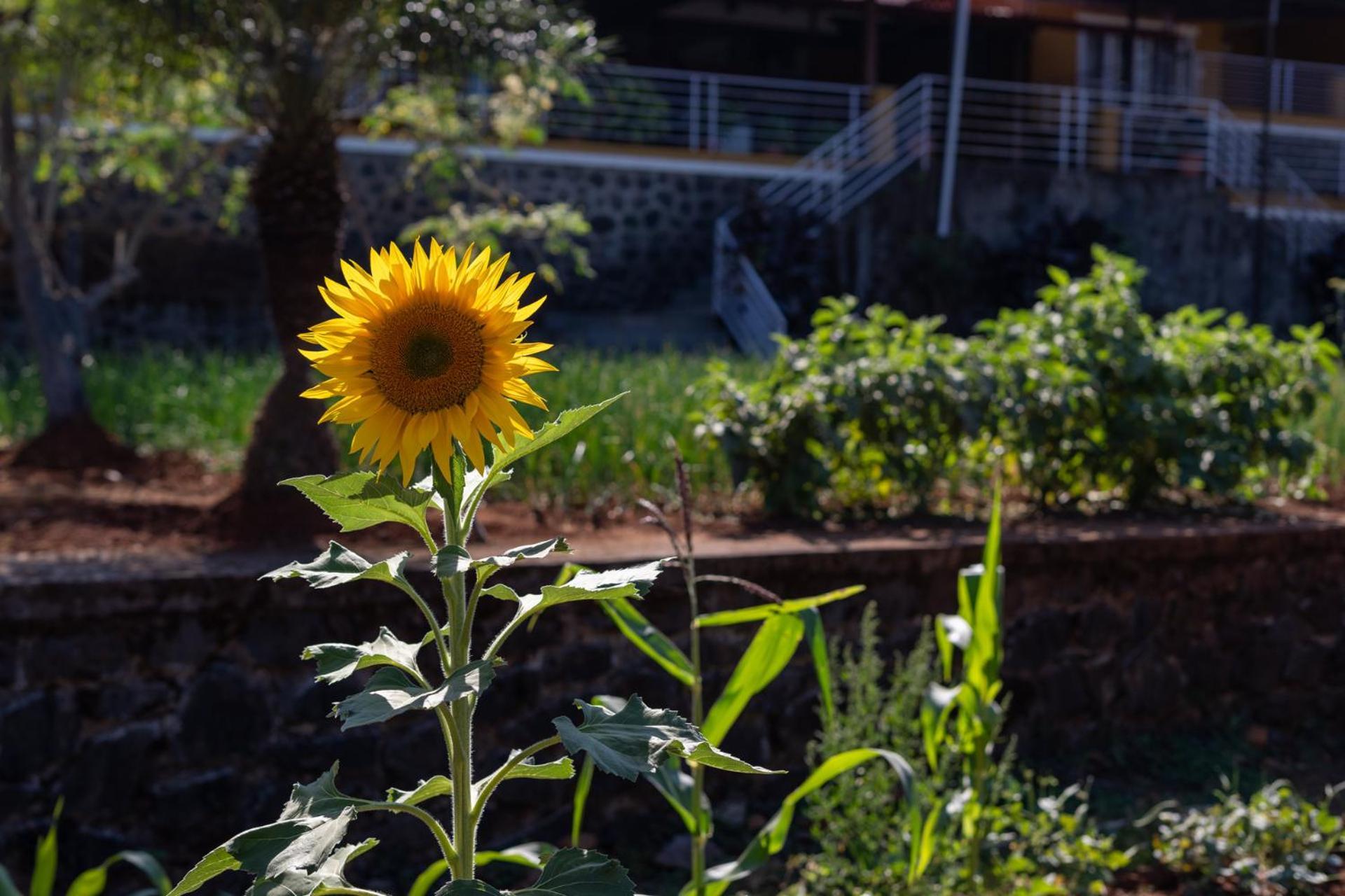 Ekam Lake House By Stayvista With Mountain & Lake Views, Outdoor Jacuzzi, Sauna, Modern Amenities & Kitchen Garden Pune Eksteriør billede